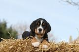 GRAND BOUVIER SUISSE 006